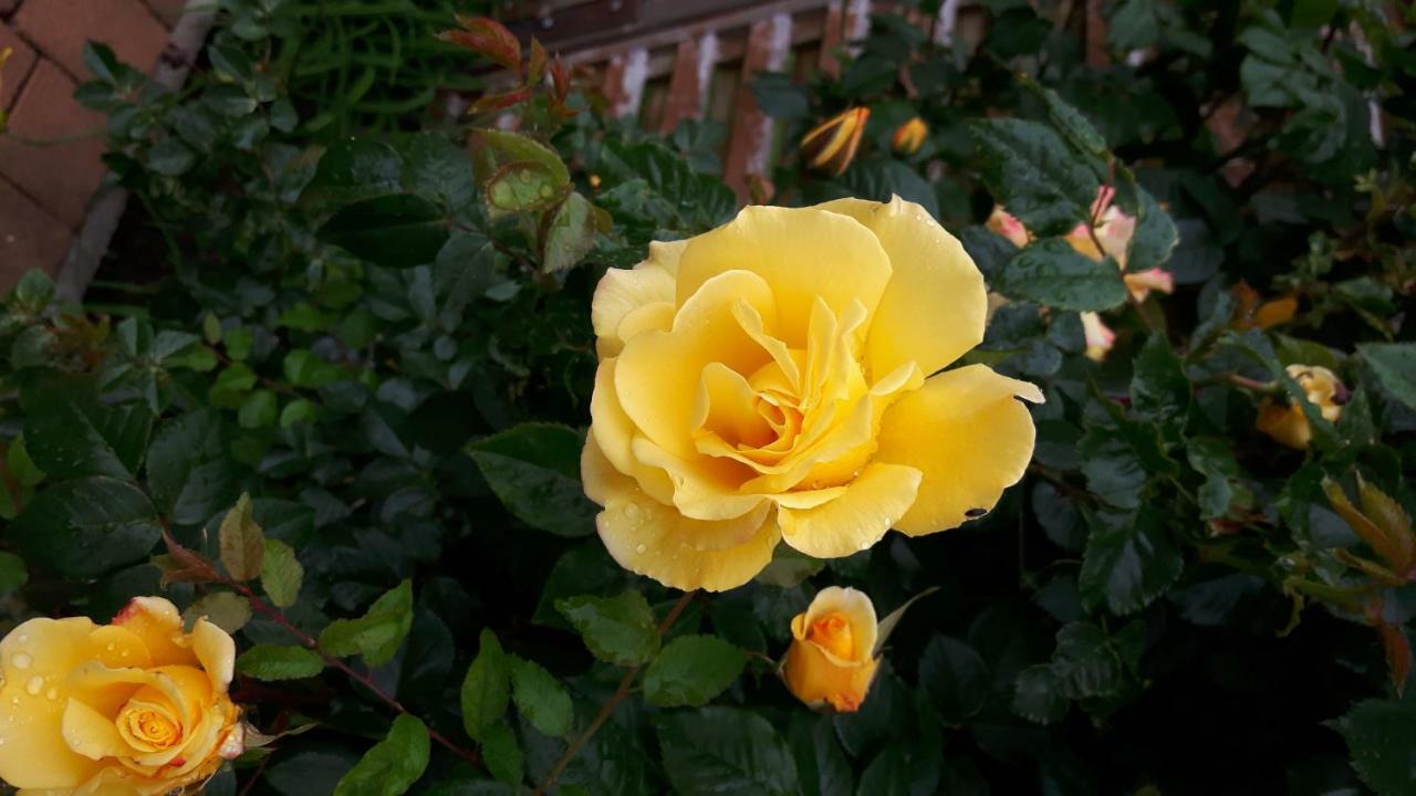 Reiterbauernhof Schoenlehenhof Mank 외부 사진