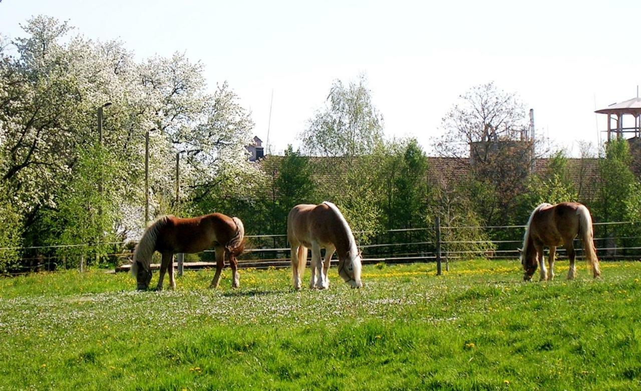 Reiterbauernhof Schoenlehenhof Mank 외부 사진